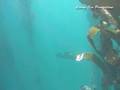Freediving California White Seabass