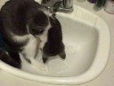 Captain Peanut - Hydro Kitten 7: drain fascination
