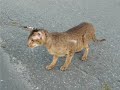 chatterie la québecoise