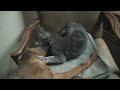 Mascota Chait�n - El rescatado Master