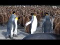 可愛いキングペンギンの喧嘩
