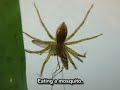 ?????????????? Dolomedes Spiderling Eating Preys