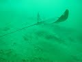 Bat rays at La Jolla Shores in San Diego Bat rays at La Jolla Shores in San Diego