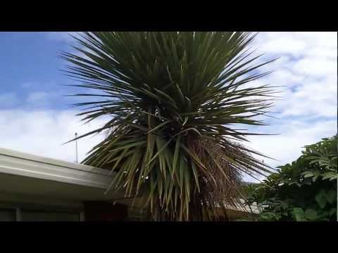 how to plant cordylines