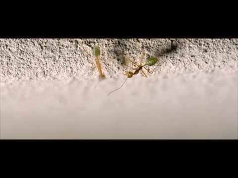 how to get rid of ants qld