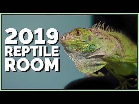 YouTube reptile video