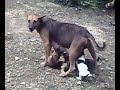 Ayertawarian Dog
