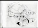 The Asian Elephant - Molars