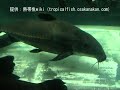 ???????Ripsaw catfish????Oxydoras niger