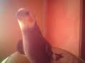 pappagallo canta vecchio scarpone pappagallo canta vecchio scarpone