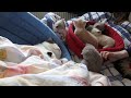 Click here to watch this video quibilh sophietjes en duchess