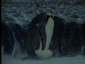 Emperor penguins unite for survival in Antarctica - David Attenborough  - BBC wildlife