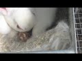 Bunny Birth