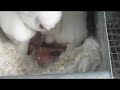 Bunny Birth Bunny Birth