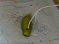 Glowing Pickle