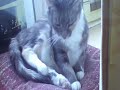 Moth - the cutest cat in the world
