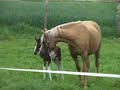 Curly Horse Colt- part 1 Curly Horse Colt- part 1