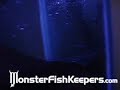 Snakehead -vs- Goldfish - MonsterFishKeepers.com Snakehead -vs- Goldfish - MonsterFishKeepers.com