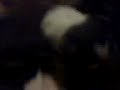Puppies
