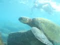 Turtle @ Sharks Cove