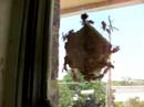 Wasp Nest Extravaganza