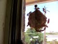Wasp Nest Extravaganza