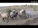uyghur
