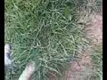 My Dogs On A Walk..//