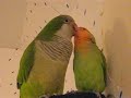 quaker parrot and love bird giving kisses and sayingoh yes