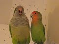 quaker parrot and love bird giving kisses and sayingoh yes