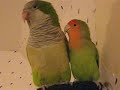 quaker parrot and love bird giving kisses and sayingoh yes