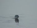 Misc waders etc at Port Carlisle