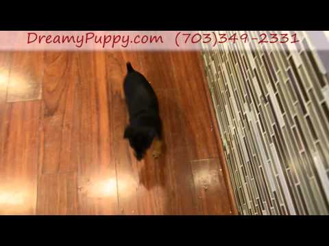Super Cute Mini Pinscher Girl Puppy