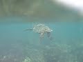 Sea Turtle - Hideaways Beach, Kauai, Hi