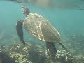 Sea Turtle - Hideaways Beach, Kauai, Hi