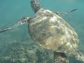 Sea Turtle - Hideaways Beach, Kauai, Hi