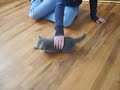 Evil Kitten Evil Kitten