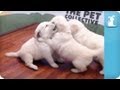 Puppy Dome!