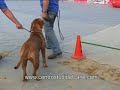 Centro Studi del Cane (spettacolo 2) Centro Studi del Cane (spettacolo 2)