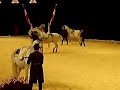 Spaanse Rijschool in Ahoy Rotterdam