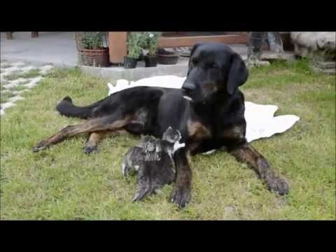 Cats and Rex, the Dog.
