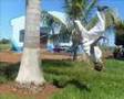 ABADA - CAPOEIRA Juina-mt