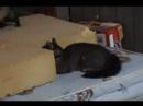 cat vsferret