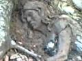 WOMEN BODY IN TREE ROOT