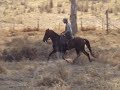 Mangalarga Marchador - Filisteu RB