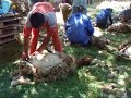Tosatura delle Pecore in Aspromonte