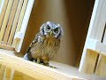[動物]「エイッ！」と獲物を捕まえる練習をしてるフクロウの赤ちゃんの動画のサムネイル1