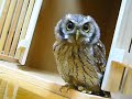 [動物]「エイッ！」と獲物を捕まえる練習をしてるフクロウの赤ちゃんの動画のサムネイル3