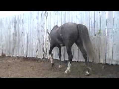 Paisano in the Cayuse Ranch stockade
