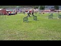 Agirotu 5.7.2008, Croatian Sheepdog \"Matti\", Open SM karsint